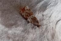 Celypha