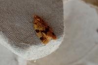 Epagoge grotiana