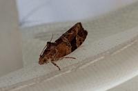 Eudemis porphyrana