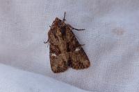 Mesapamea secalis/secalella