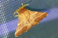 Malacosoma neustria