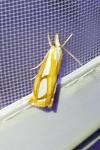 Catoptria permutatellus/myella/osthelderi