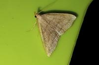 Pechipogo strigilata