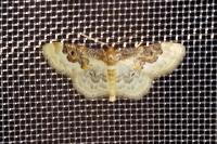 Idaea rusticata