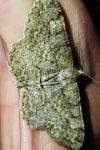 Alcis repandata