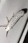Yponomeuta evonymella