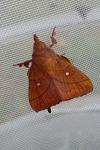 Odonestis pruni