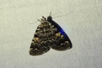 Idia calvaria