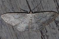 Idaea seriata