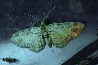 Pasiphila rectangulata