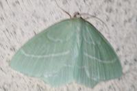Hemistola chrysoprasaria