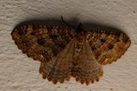 Triphosa dubitata