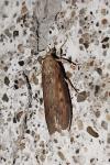 Aphomia sociella