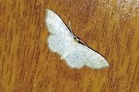 Idaea fuscovenosa