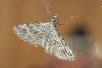 Alucita hexadactyla