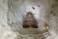 Hoplodrina respersa