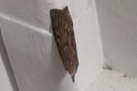 Aphomia sociella