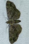 Pasiphila rectangulata