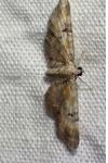 Eupithecia linariata