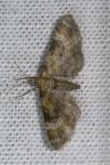 Gymnoscelis rufifasciata