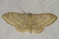 Idaea aversata