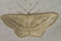Scopula nigropunctata