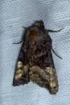 Euplexia lucipara