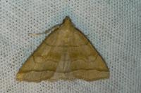 Herminia tarsicrinalis