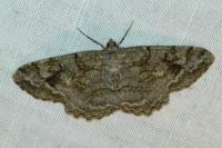 Alcis repandata