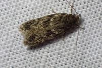 Gelechia muscosella