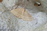 Trisateles emortualis