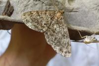 Deileptenia ribeata