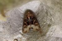 Oligia