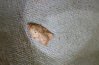 Acleris