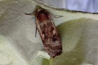 Noctua pronuba