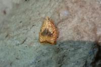 Acleris forsskaleana