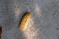 Agonopterix