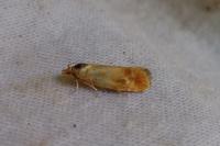 Rhyacionia buoliana