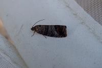 Cydia pomonella