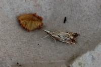 Catoptria falsella