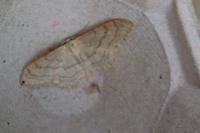Idaea deversaria