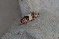 Gypsonoma dealbana