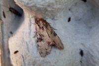 Apamea epomidion