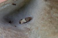 Spilonota ocellana