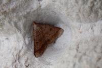 Zanclognatha lunalis