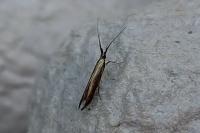 Coleophora