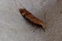 Pexicopia malvella