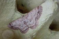 Hypomecis punctinalis