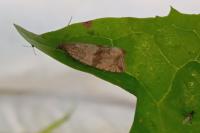 Celypha striana