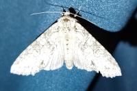 Polia nebulosa
